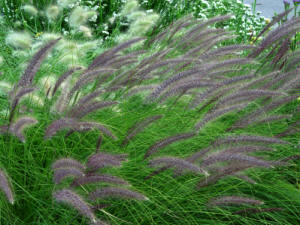 Panicum miliaceum Violaceum - Purple Millet Ornamental Grass